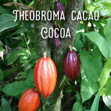 Load image into Gallery viewer, Organic CannaConfectioner ~ dark chocolate macrodose mushroom bar