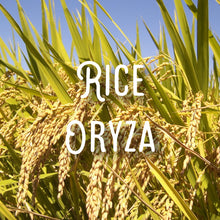 Load image into Gallery viewer, Organic CannaConfectioner ~ chocolate bar ~ 500mg