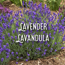 Load image into Gallery viewer, McC Organic CBD essential massage oil