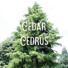 Load image into Gallery viewer, McC Organic ~ essential oil & crystal roller ~ neuropathy