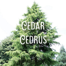 Load image into Gallery viewer, McC Organic CBD essential massage oil