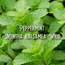 Load image into Gallery viewer, Organic CannaConfectioner ~ chocolate bar ~ 1000mg