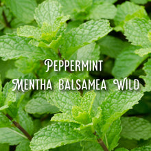 Load image into Gallery viewer, McC Organic CBD essential massage oil