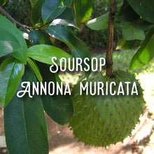 Load image into Gallery viewer, McC Organic ~ sea moss gel