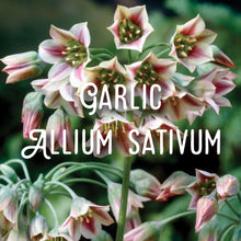 Load image into Gallery viewer, Chilli John ~ hot pot sauce ~ citrus blend