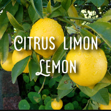 Load image into Gallery viewer, McC Organic ~ mulled honey