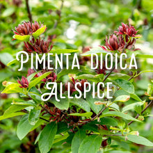 Load image into Gallery viewer, McC Organic ~ mulled honey