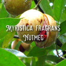 Load image into Gallery viewer, McC Organic ~ mulled honey