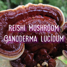 Load image into Gallery viewer, Yew Grove Apothecary ~ reishi tincture