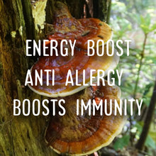 Load image into Gallery viewer, Yew Grove Apothecary ~ reishi tincture