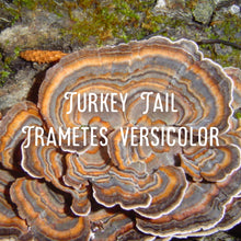 Load image into Gallery viewer, Yew Grove Apothecary ~ turkey tail tincture