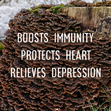 Load image into Gallery viewer, Yew Grove Apothecary ~ turkey tail tincture