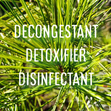 Load image into Gallery viewer, McC Organic ~ infused pine needle honey