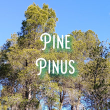 Load image into Gallery viewer, McC Organic ~ pine needle honey