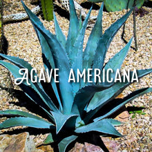 Load image into Gallery viewer, McC Organic ~ infused california orange agave nectar