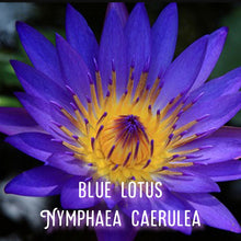 Load image into Gallery viewer, McC Organic ~ lucid dream tea