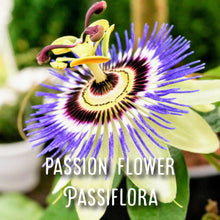 Load image into Gallery viewer, McC Organic ~ lucid dream tea