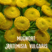 Load image into Gallery viewer, McC Organic ~ lucid dream tea