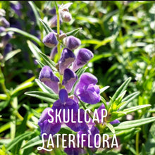 Load image into Gallery viewer, McC Organic ~ lucid dream tea