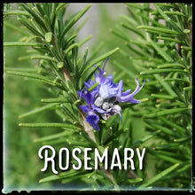 Load image into Gallery viewer, McC Organic ~ elderberry tonic 500mg full spectrum