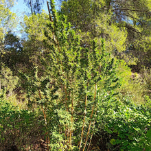 Load image into Gallery viewer, McC Organic ~ infused pine needle honey