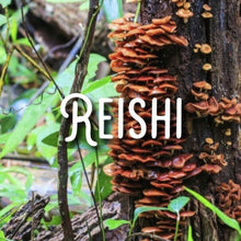 Load image into Gallery viewer, McC Organic mushroom complex 8