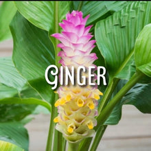 Load image into Gallery viewer, McC Organic ~ infused california orange honey