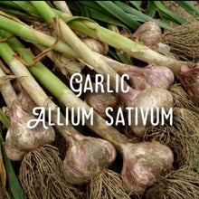 Load image into Gallery viewer, Chilli John ~ dry spice mix