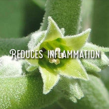 Load image into Gallery viewer, McC Organic ~ ashwagandha capsules