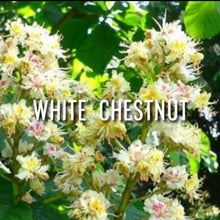 Load image into Gallery viewer, McC Organic ~ Bach flower remedies for Chakra