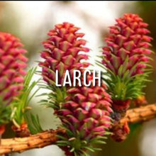 Load image into Gallery viewer, McC Organic ~ Bach flower remedies for Chakra