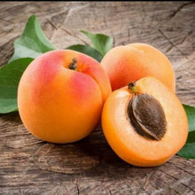 Load image into Gallery viewer, JamJa ~ awesome apricot