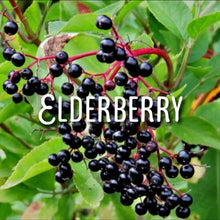 Load image into Gallery viewer, McC Organic ~ elderberry tonic 500mg full spectrum
