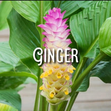 Load image into Gallery viewer, McC Organic ~ elderberry tonic 500mg full spectrum