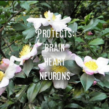 Load image into Gallery viewer, McC Organic ~ Té Especial estrogen balance tea