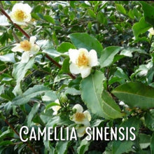 Load image into Gallery viewer, McC Organic ~ Té Especial blood pressure & cholesterol lowering tea