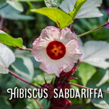 Load image into Gallery viewer, McC Organic ~ Té Especial blood pressure & cholesterol lowering tea