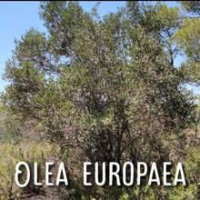 Load image into Gallery viewer, McC Organic ~ Té Especial blood pressure & cholesterol lowering tea