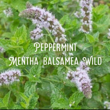 Load image into Gallery viewer, McC Organic ~ insect repellent essential oil roller