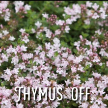 Load image into Gallery viewer, McC Organic ~ Té Especial anticystitis tea