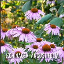 Load image into Gallery viewer, McC Organic ~ Té Especial anticystitis tea