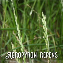 Load image into Gallery viewer, McC Organic ~ Té Especial anticystitis tea