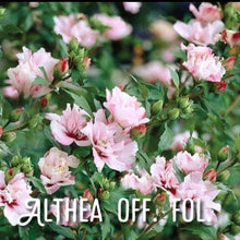 Load image into Gallery viewer, McC Organic ~ Té Especial anticystitis tea