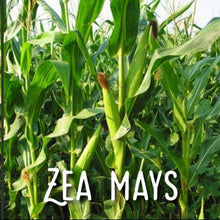 Load image into Gallery viewer, McC Organic ~ Té Especial anticystitis tea