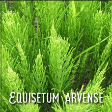 Load image into Gallery viewer, McC Organic ~ Té Especial anticystitis tea