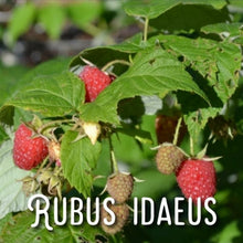 Load image into Gallery viewer, McC Organic ~ Té Especial ladies' hormone balancing tea