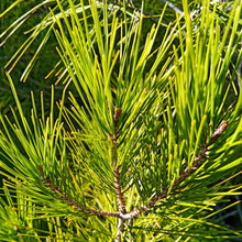 Load image into Gallery viewer, McC Organic ~ infused pine needle honey