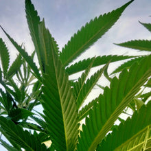 Load image into Gallery viewer, killer kush virgin oil ~ now available for immediate delivery