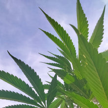 Load image into Gallery viewer, killer kush virgin oil ~ now available for immediate delivery