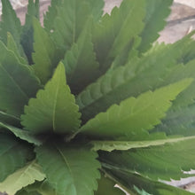 Load image into Gallery viewer, killer kush virgin oil ~ now available for immediate delivery